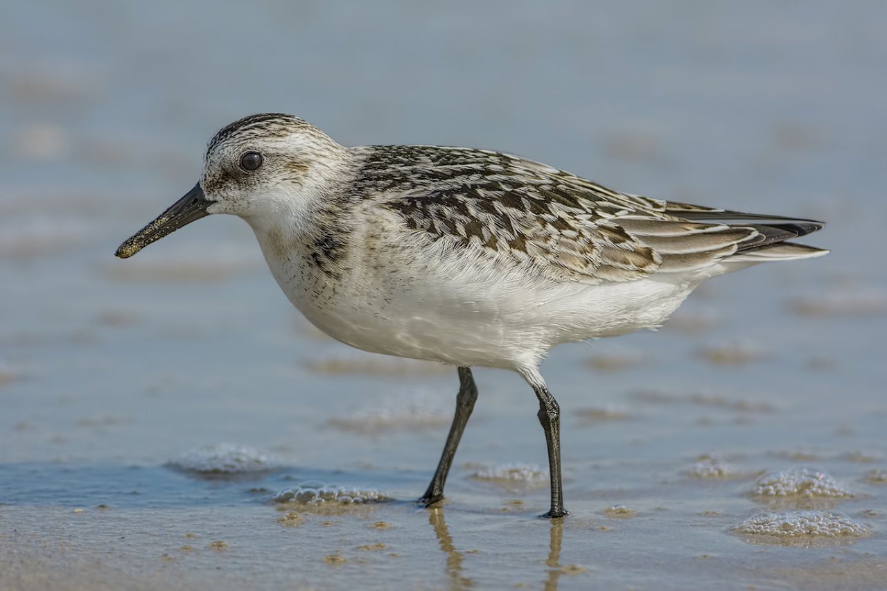 Piovanello tridattilo (Calidris alba)